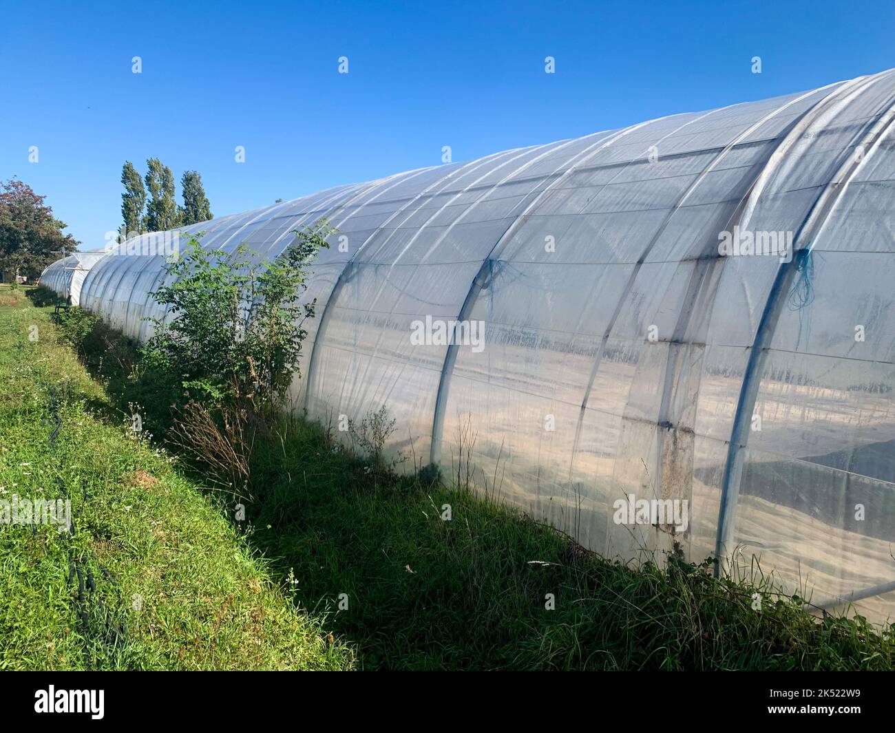 Vegetable cultivation, greenhouse of vegetable crops, Saint-Priest, Rhone, AURA Region, France Stock Photo
