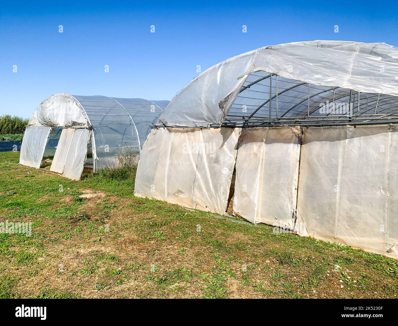 Vegetable cultivation, greenhouse of vegetable crops, Saint-Priest, Rhone, AURA Region, France Stock Photo