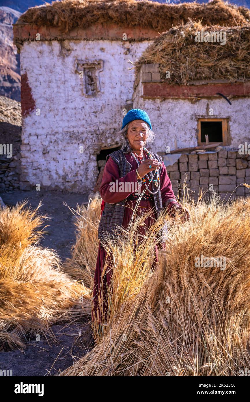Elderly woman with her harvest, Lingshed, Ladakh, India Stock Photo