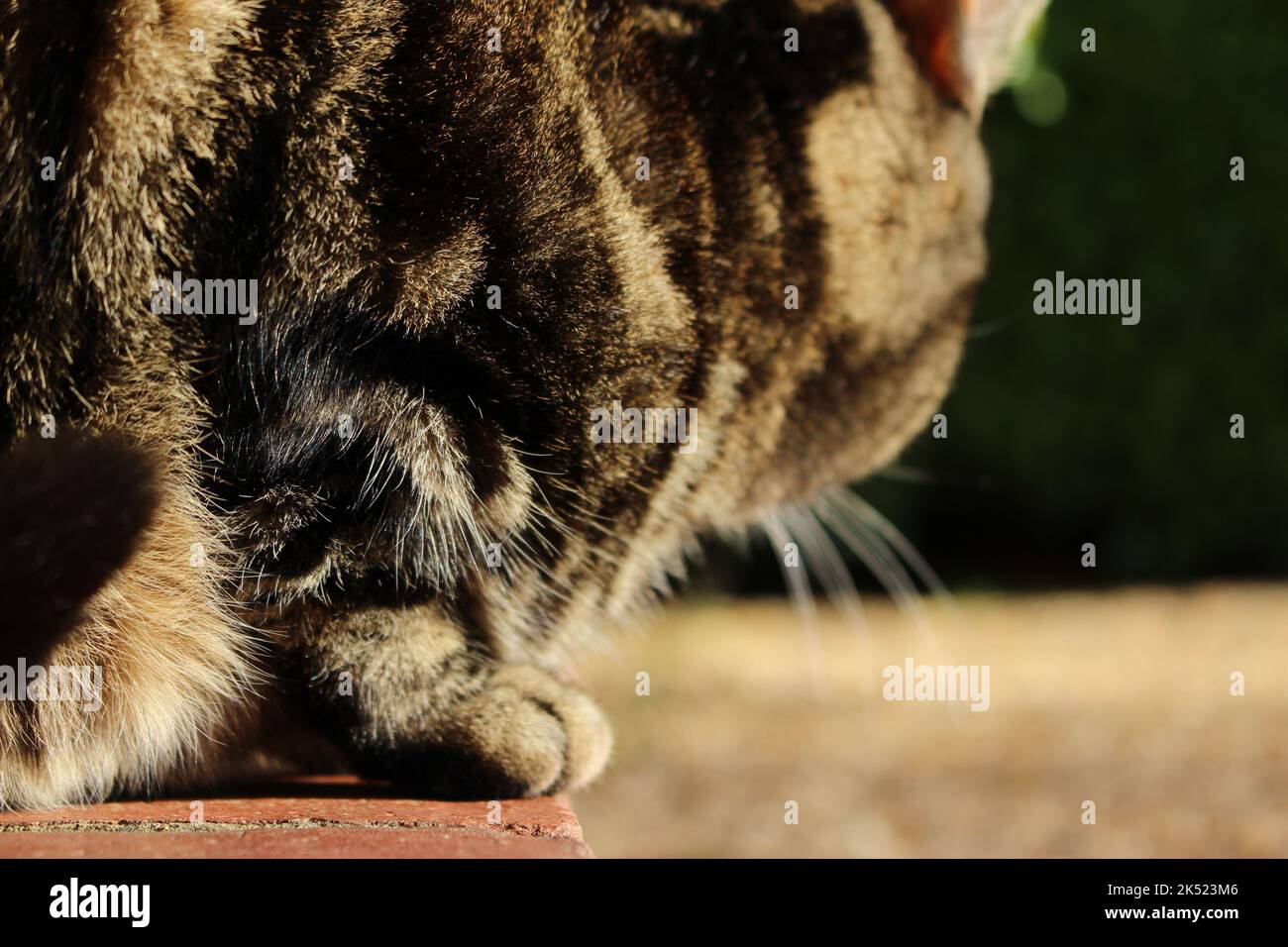 Close up of cats body poised on the edge of red brick steps - ready to pounce. Concept for seizing a moment, lying in wait, crouched and waiting Stock Photo