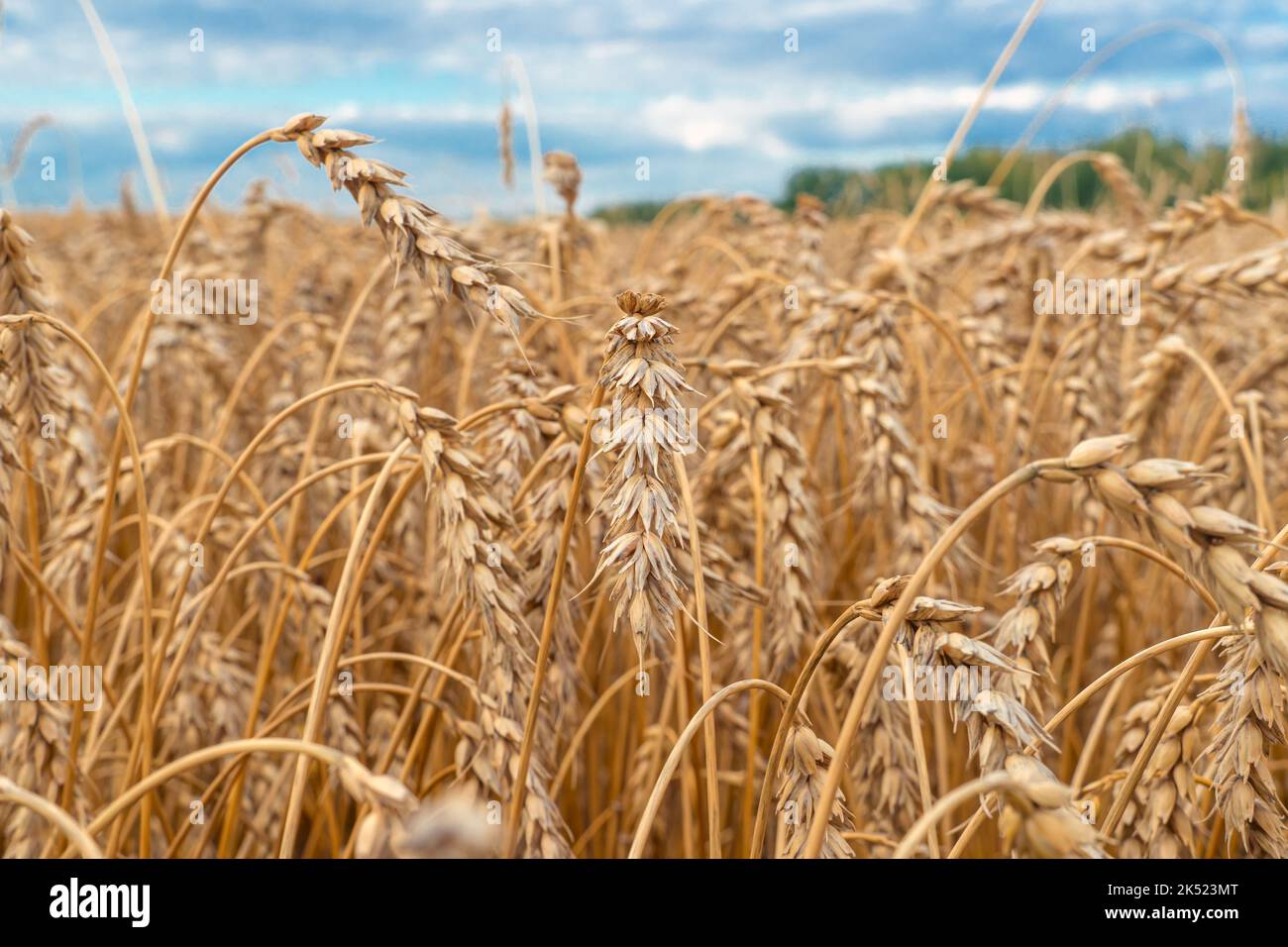 Golden Cereal field with ears of wheat,Agriculture farm and farming concept.Harvest.Wheat field.Rural Scenery.Ripening ears.Rancho harvest Concept.Rip Stock Photo