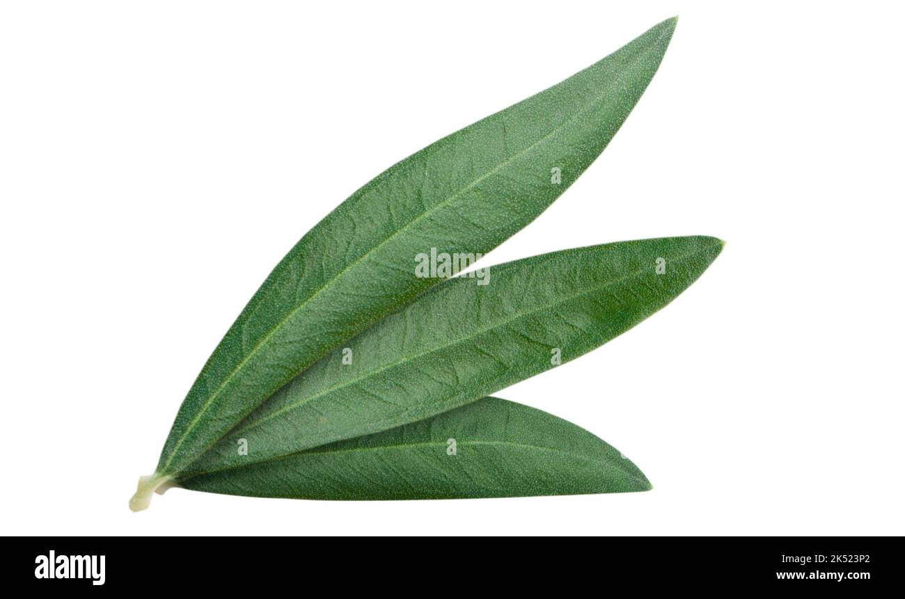 Fresh olive branch leaves isolated on white background closeup Stock ...