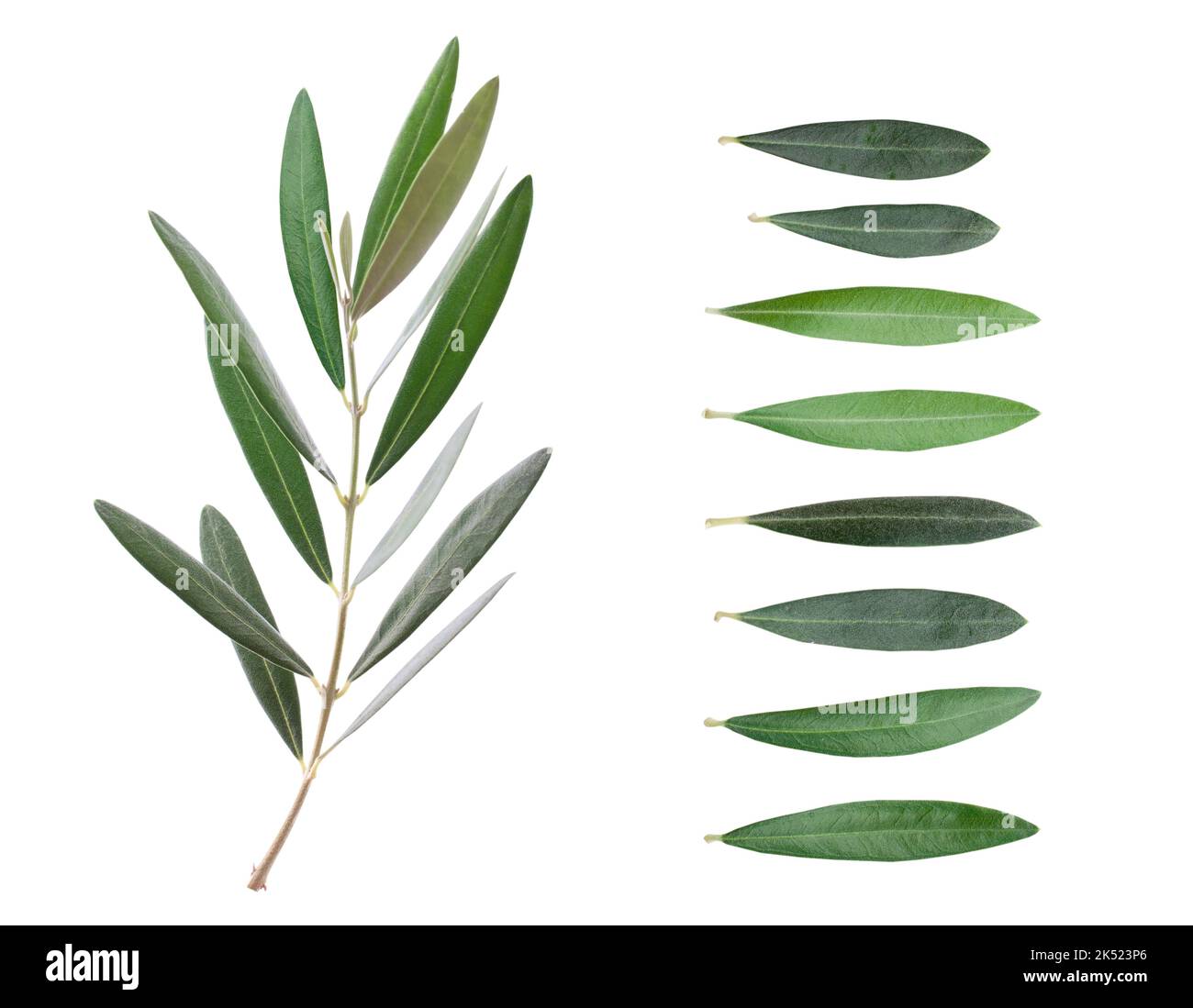 Fresh olive branch leaves isolated on white background closeup Stock ...