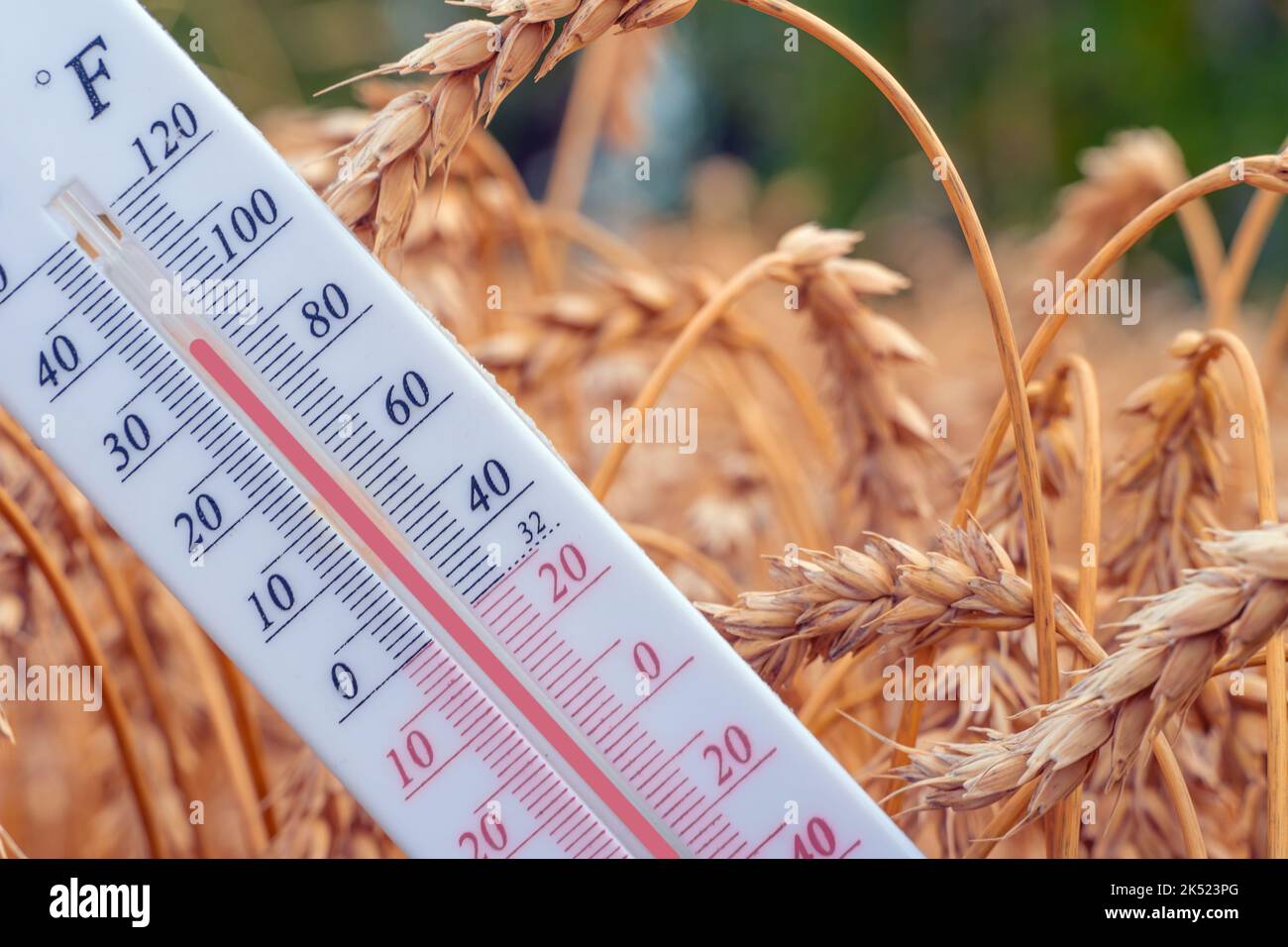 The thermometer is located in a wheat field.Summer,drought.High air temperature.Heat.Meteorology, agro-industrial complex.Global warming and climate c Stock Photo