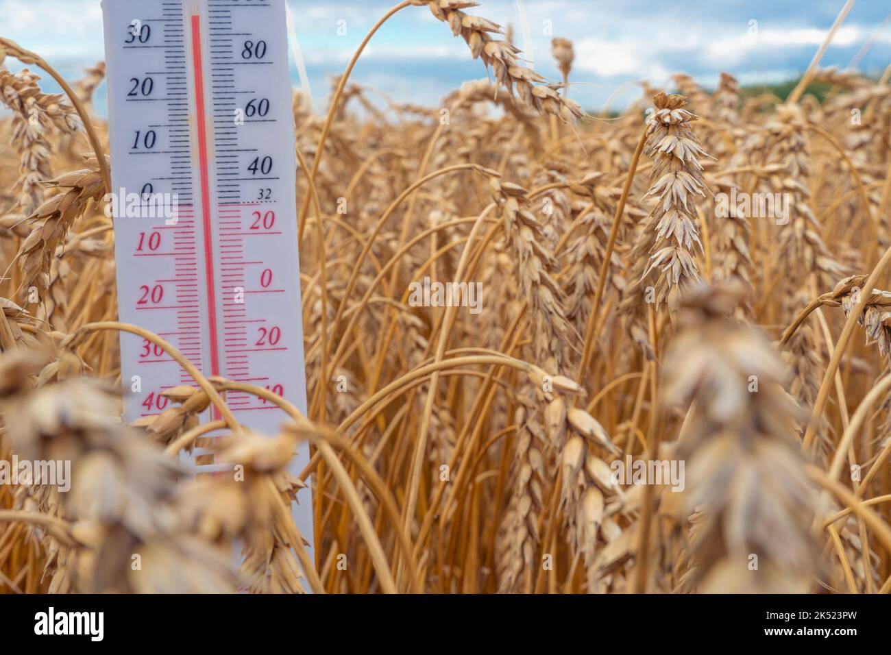 The thermometer is located in a wheat field.Summer,drought.High air temperature.Heat.Meteorology, agro-industrial complex.Global warming and climate c Stock Photo