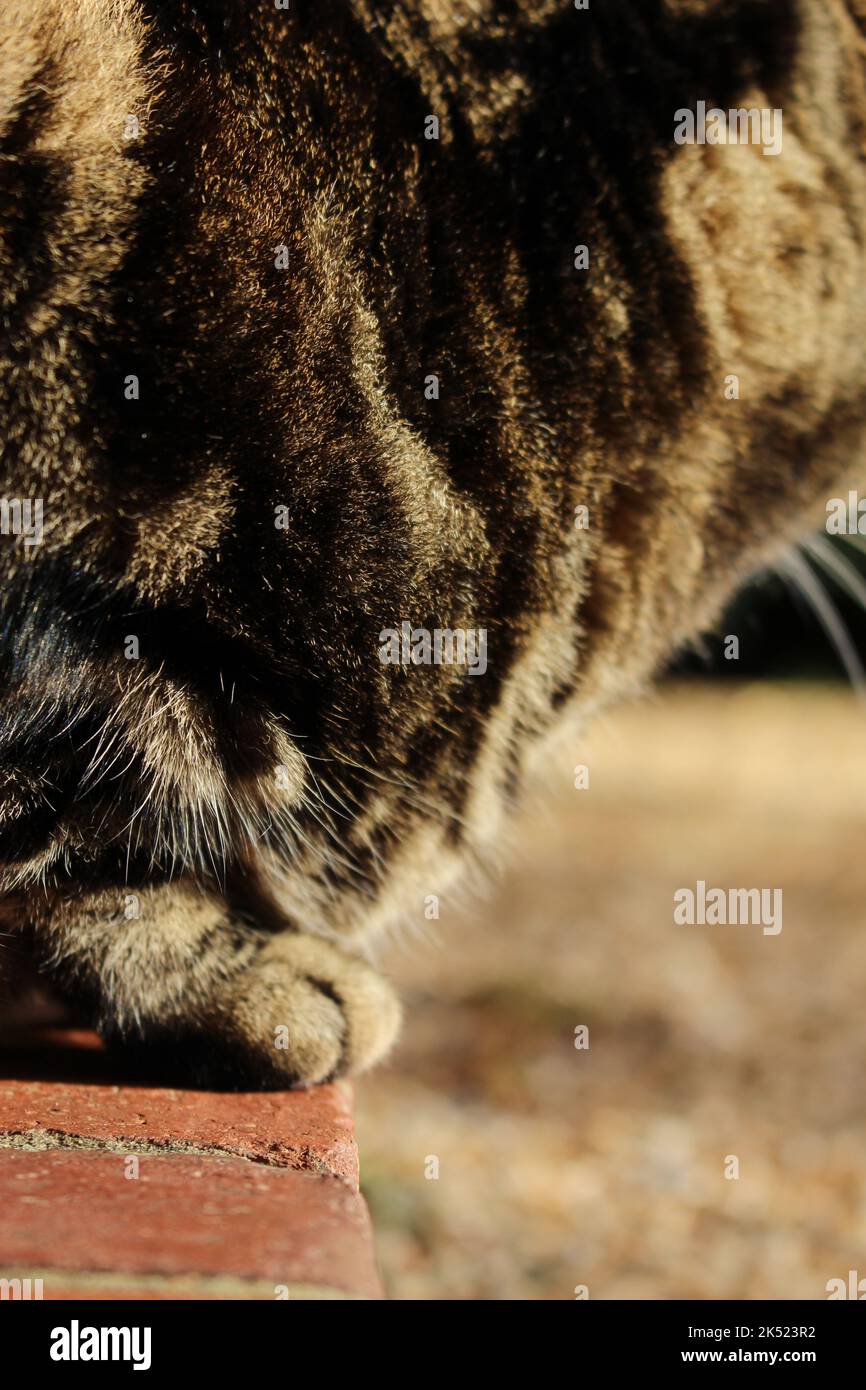 Cats body poised on red brick steps - ready to pounce Stock Photo