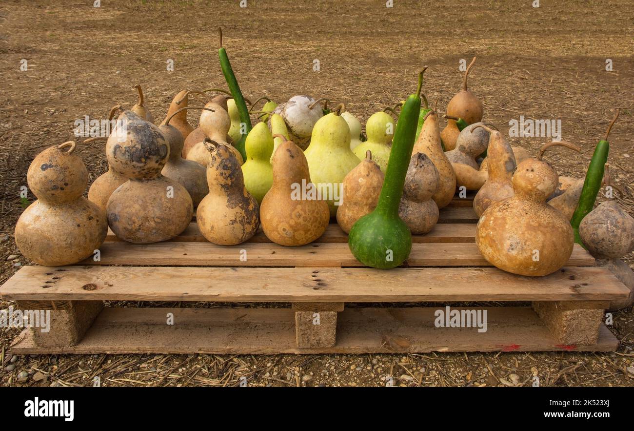 An early October display of Calabash pumpkins in a pumpkin farm field in north east Italy. Also called bottle gourd, white-flowered gourd, long melon, Stock Photo