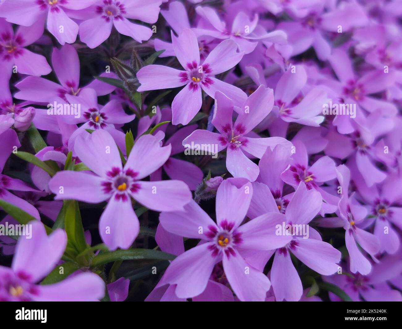 A closeup shot of bunch of purple phlox subulata flowers Stock Photo