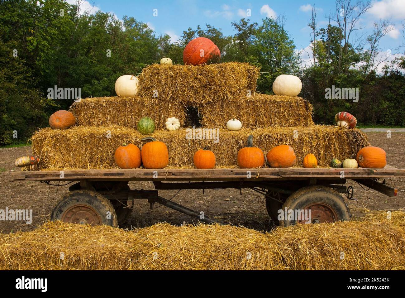An early October display of pumpkins including traditional orange Halloween pumpkins in a pumpkin farm field in Italy. Also turkish hat,zucca cedrina Stock Photo