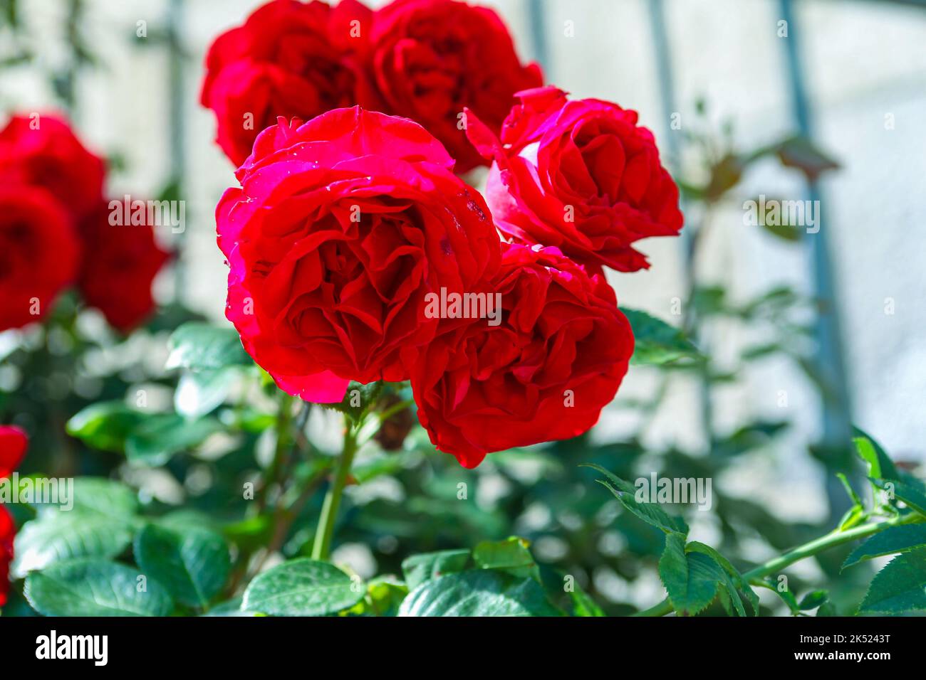 Rose with 5 red flowers on one stem Stock Photo