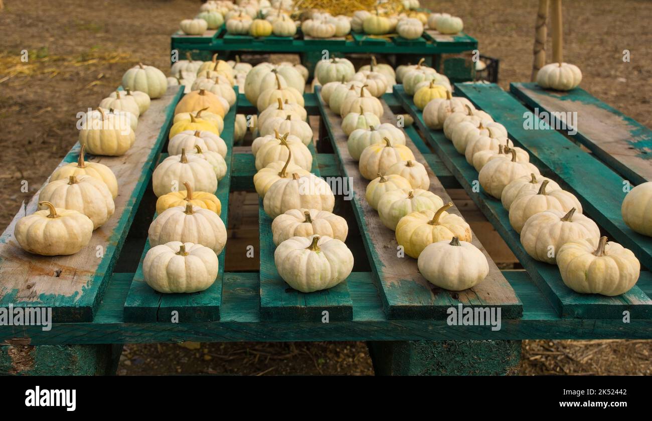 An early October display of small white ornamental pumpkins in a pumpkin farm field in north east Italy Stock Photo