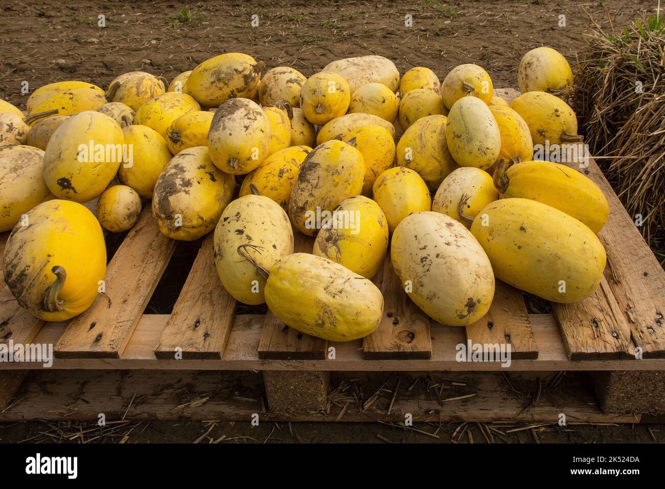 An early October display of spaghetti squashes in a pumpkin farm field in north east Italy Stock Photo
