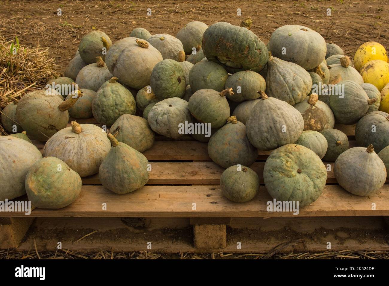 An early October display of vanity variety pumpkins in a pumpkin farm ...