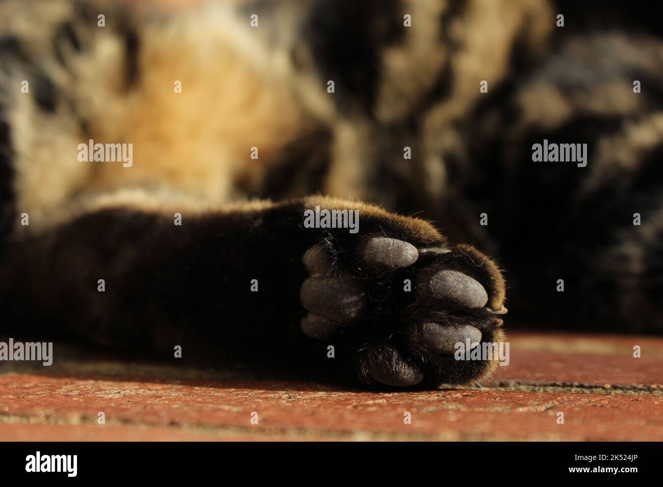 Adorable back paw of domestic cat. Macro close up of metatarsal outdoors. Black paw pad Stock Photo