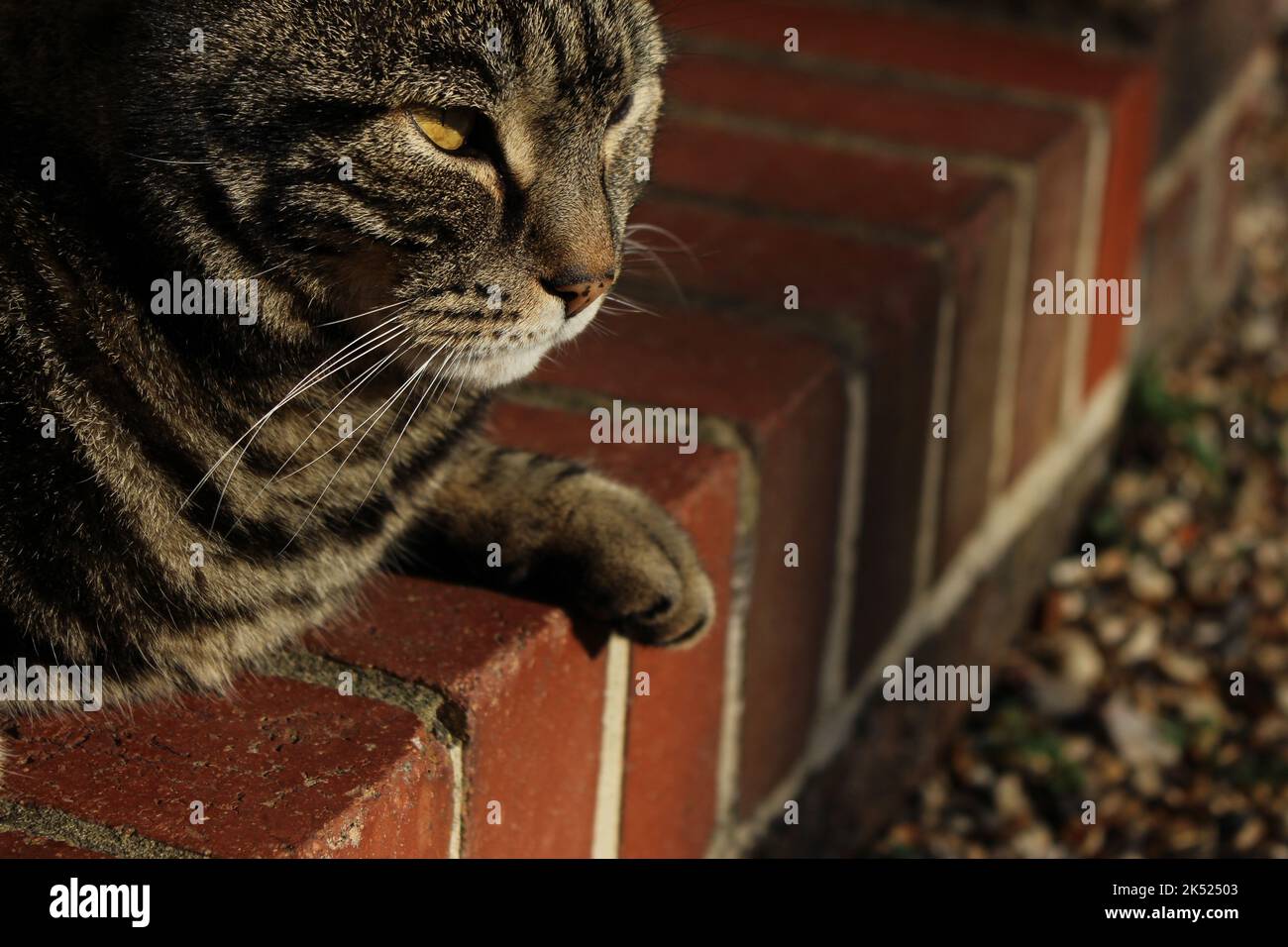 Close up of cat poised on the edge of red brick steps - watching carefully and judging. Concept for lying in wait, voyeurism, crouched and waiting Stock Photo