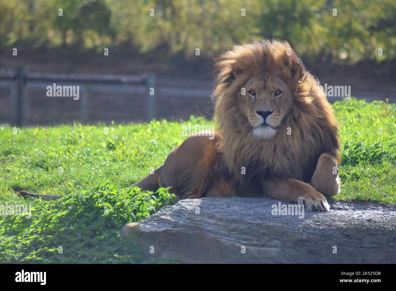A beautiful African Lion lays down to rest in the sunshine at a