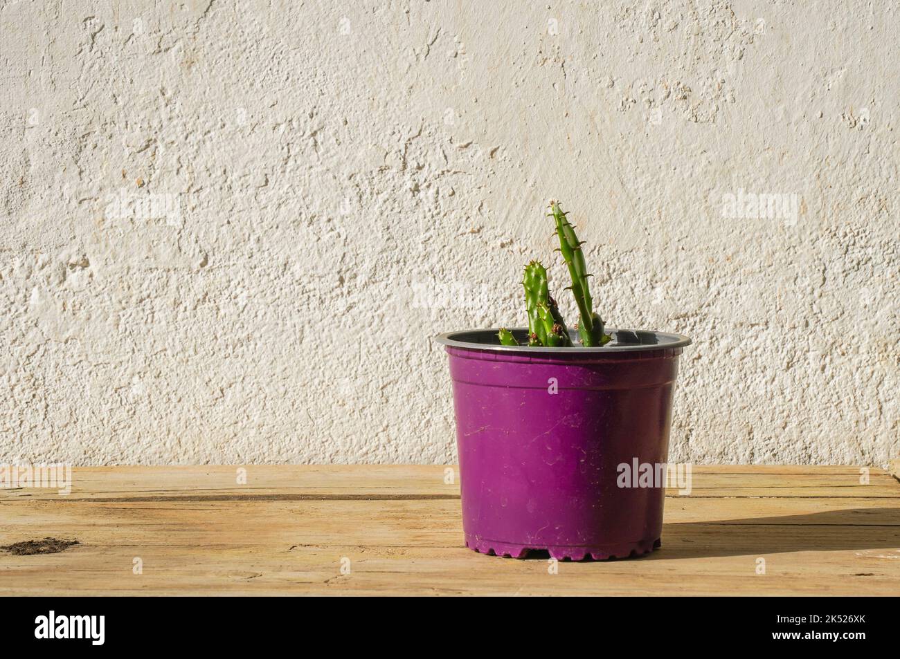 Cactus in a little pot on a wooden background. Stock Photo