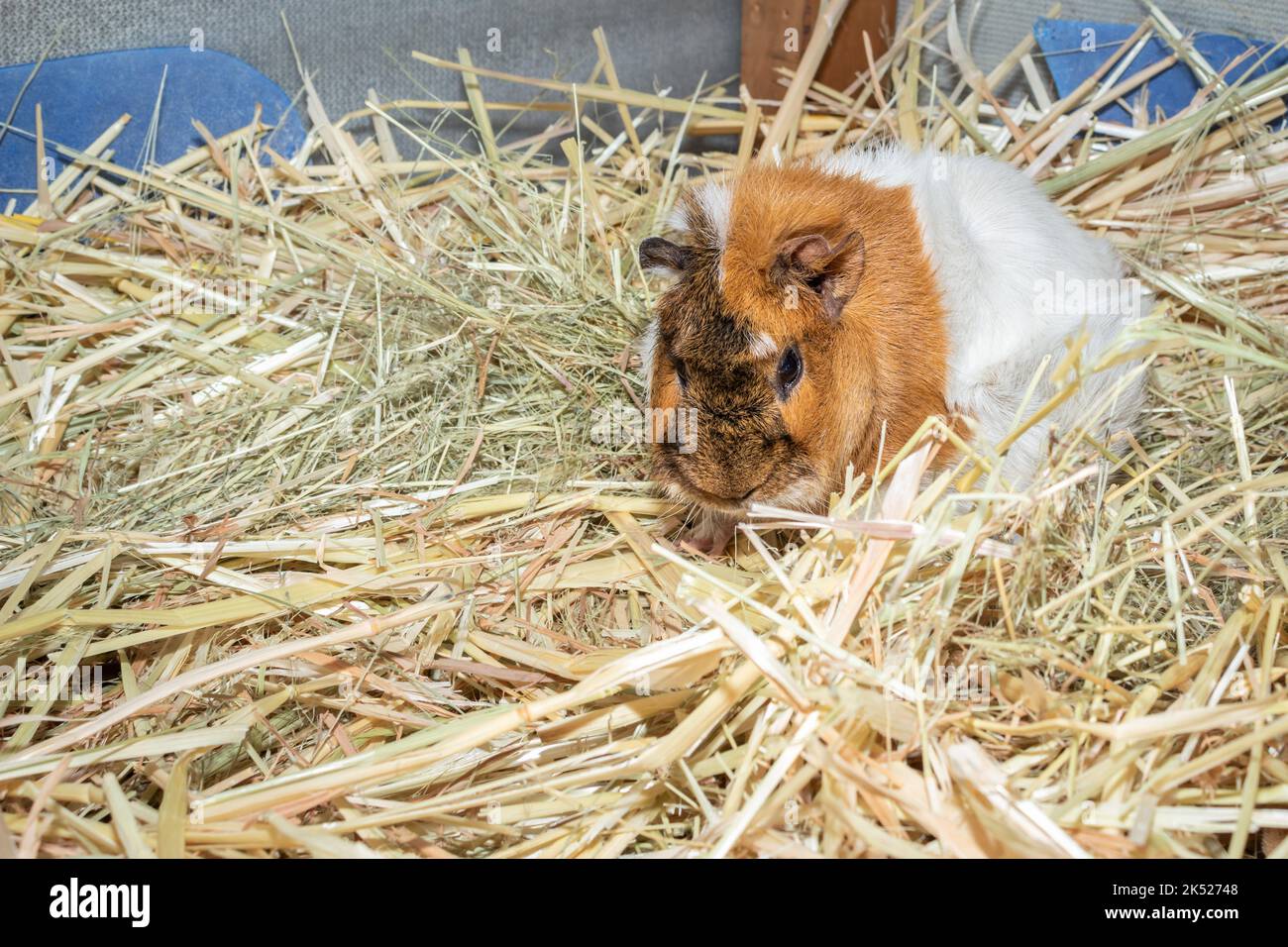 Domestic brown, black and white guinea pig (Cavia porcellus), Cape Town, South Africa Stock Photo