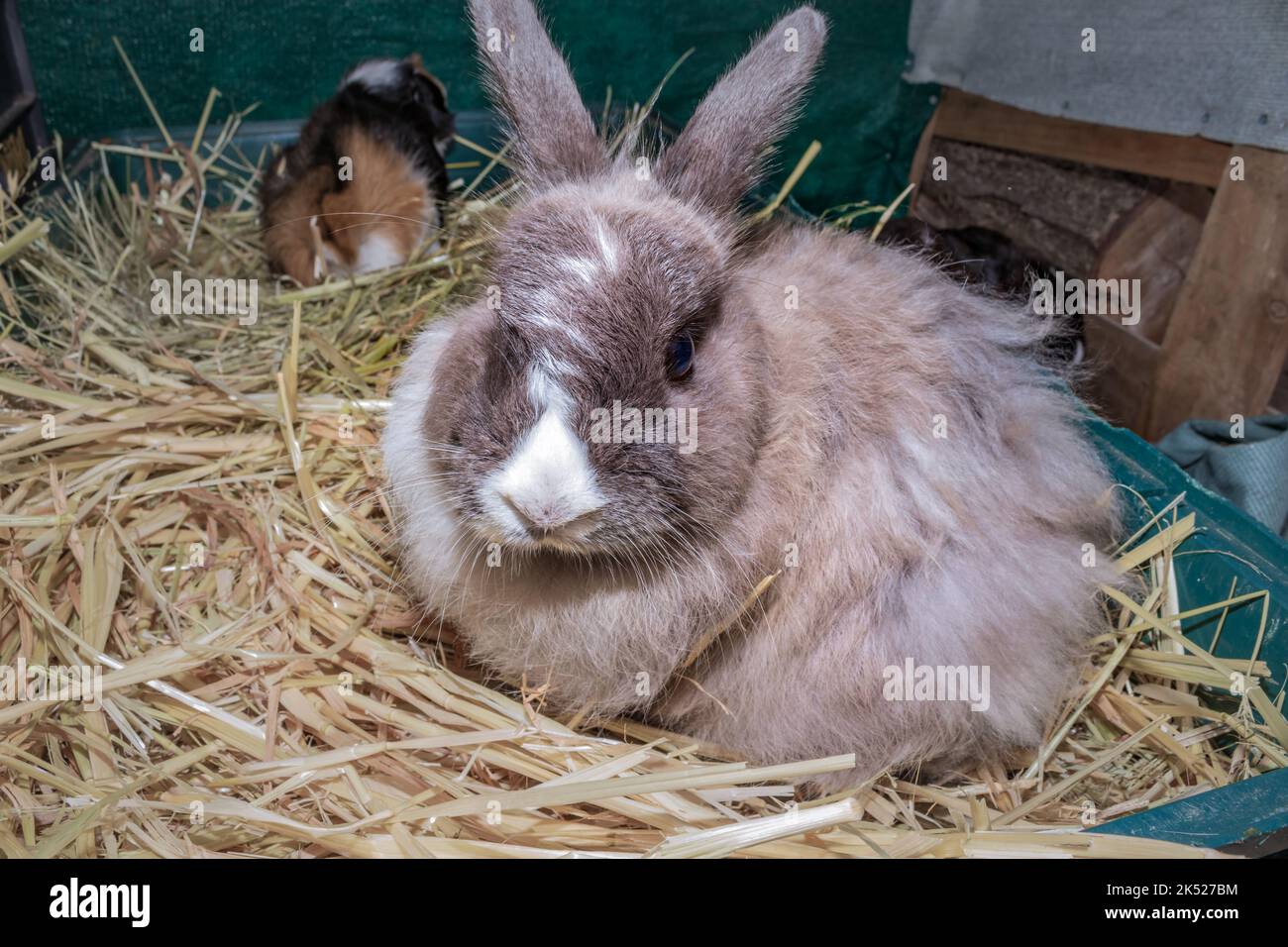 Cute domestic pet rabbit, Cape Town, South Africa Stock Photo