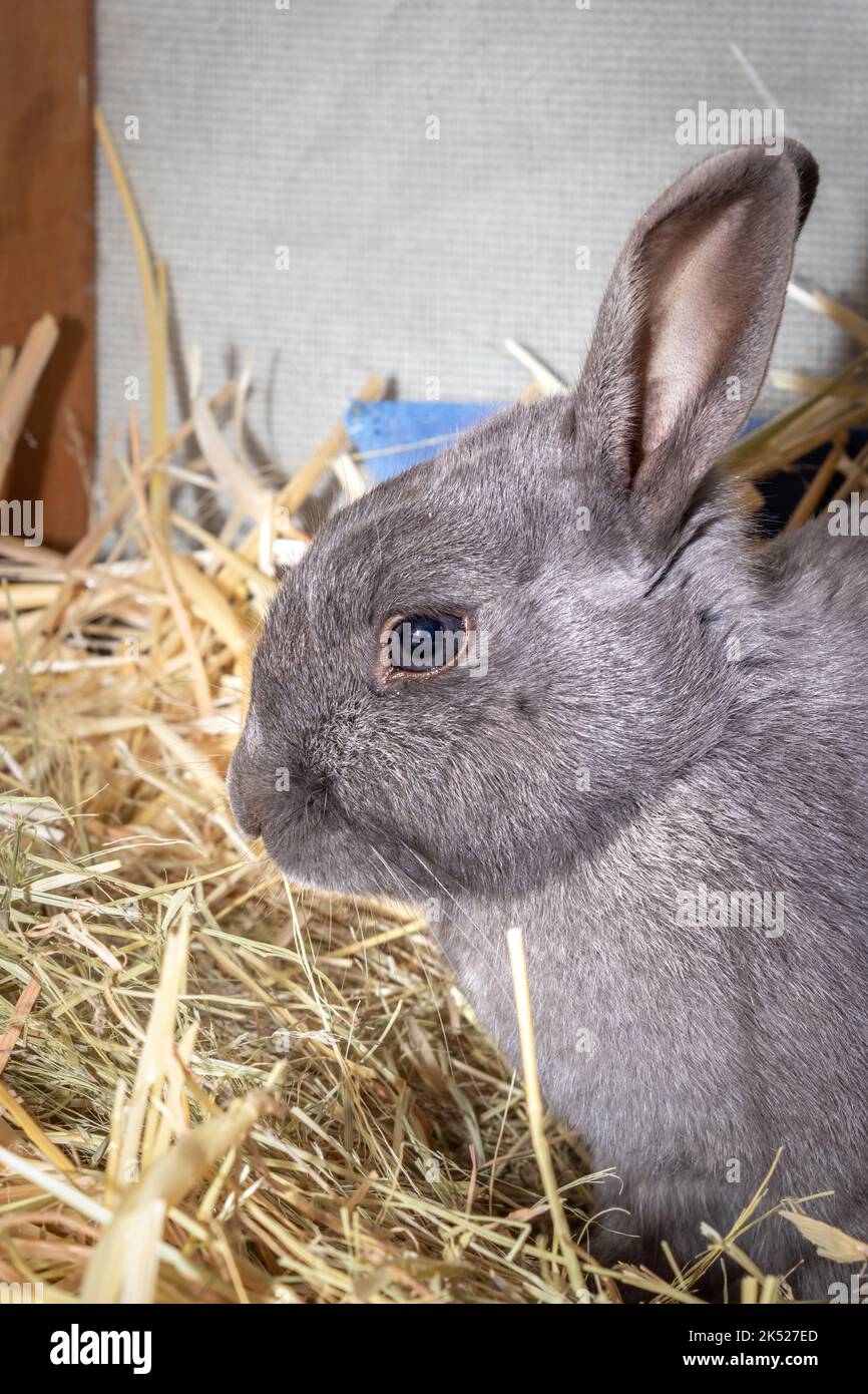 Cute domestic pet rabbit, Cape Town, South Africa Stock Photo Alamy