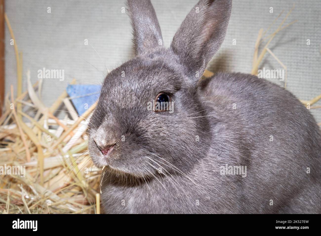 Cute domestic pet rabbit, Cape Town, South Africa Stock Photo