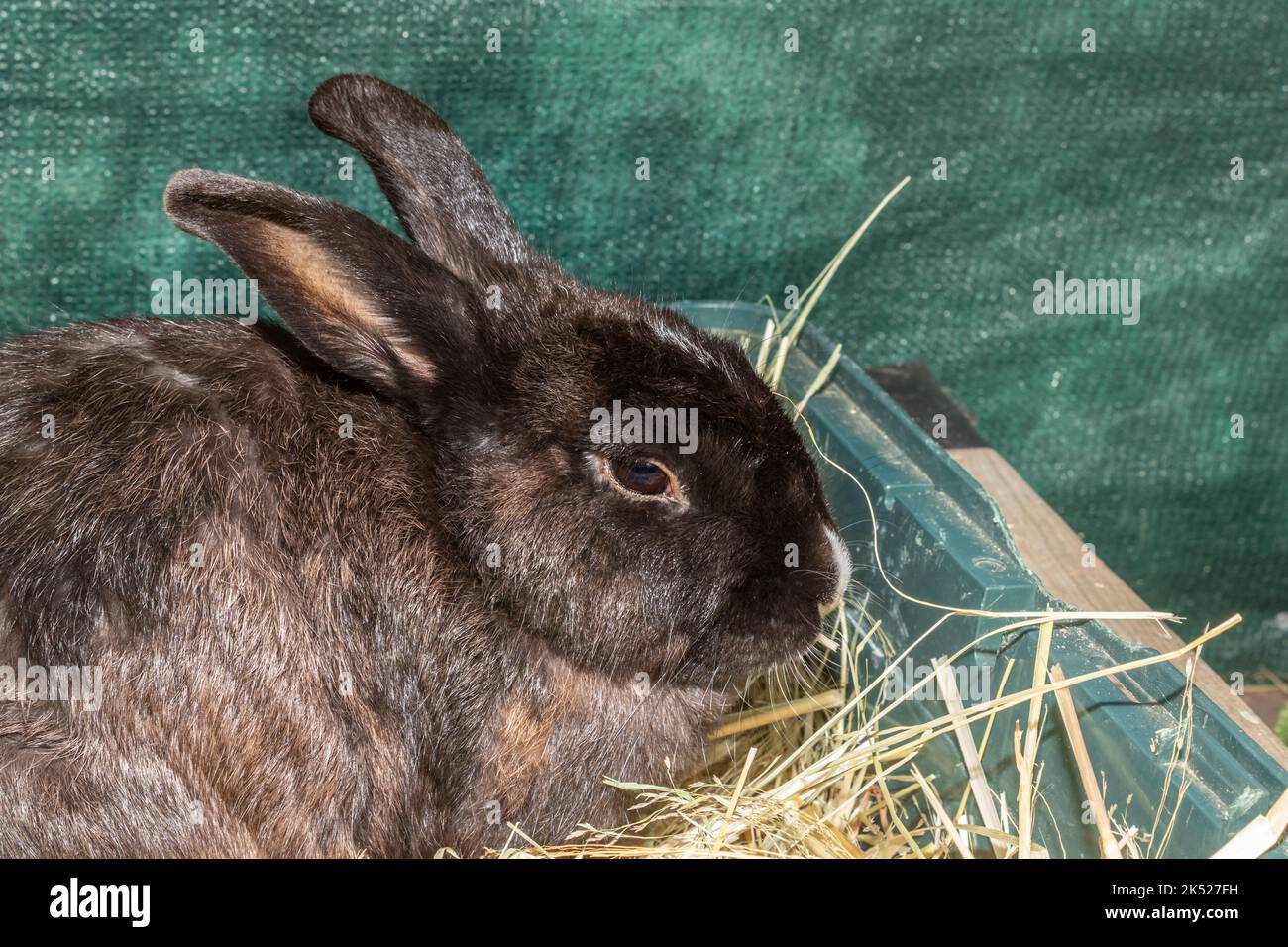Cute domestic pet rabbit, Cape Town, South Africa Stock Photo Alamy