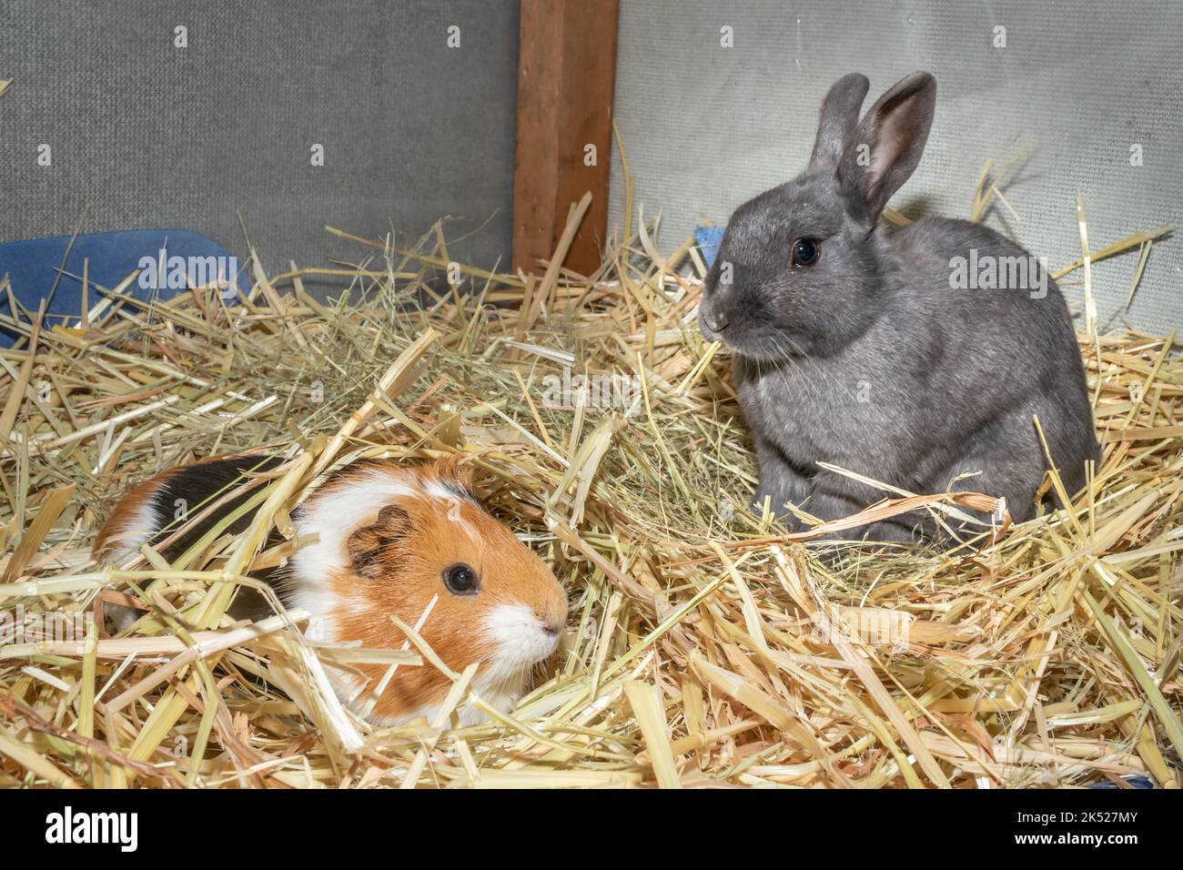 Domestic sheltie guinea pig (Cavia porcellus) with a Grey pet rabbit, Cape Town, South Africa Stock Photo