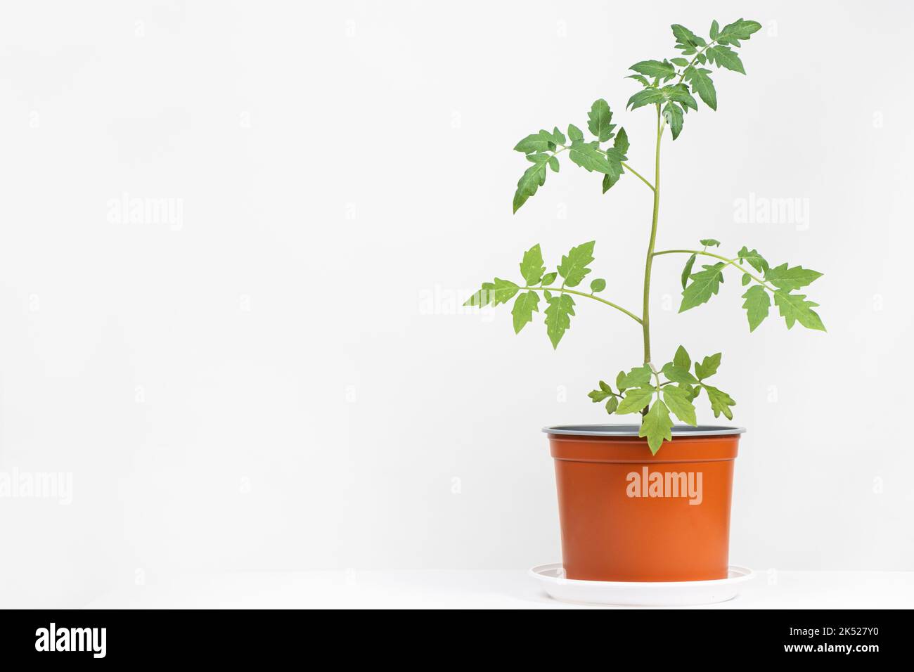 Growing tomatoes from seeds, step by step. Step 10 seedlings grow in