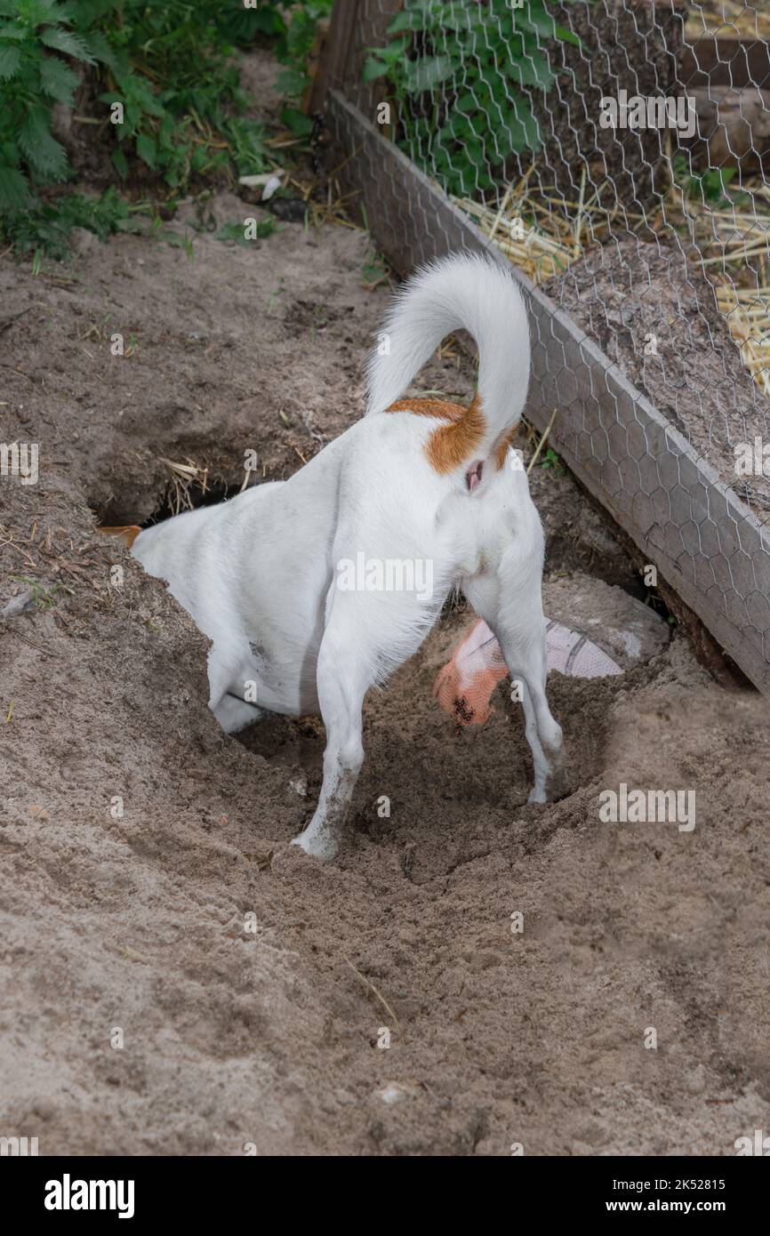 Brown and white Jack Russell terrier dog, Cape Town, South Africa Stock Photo