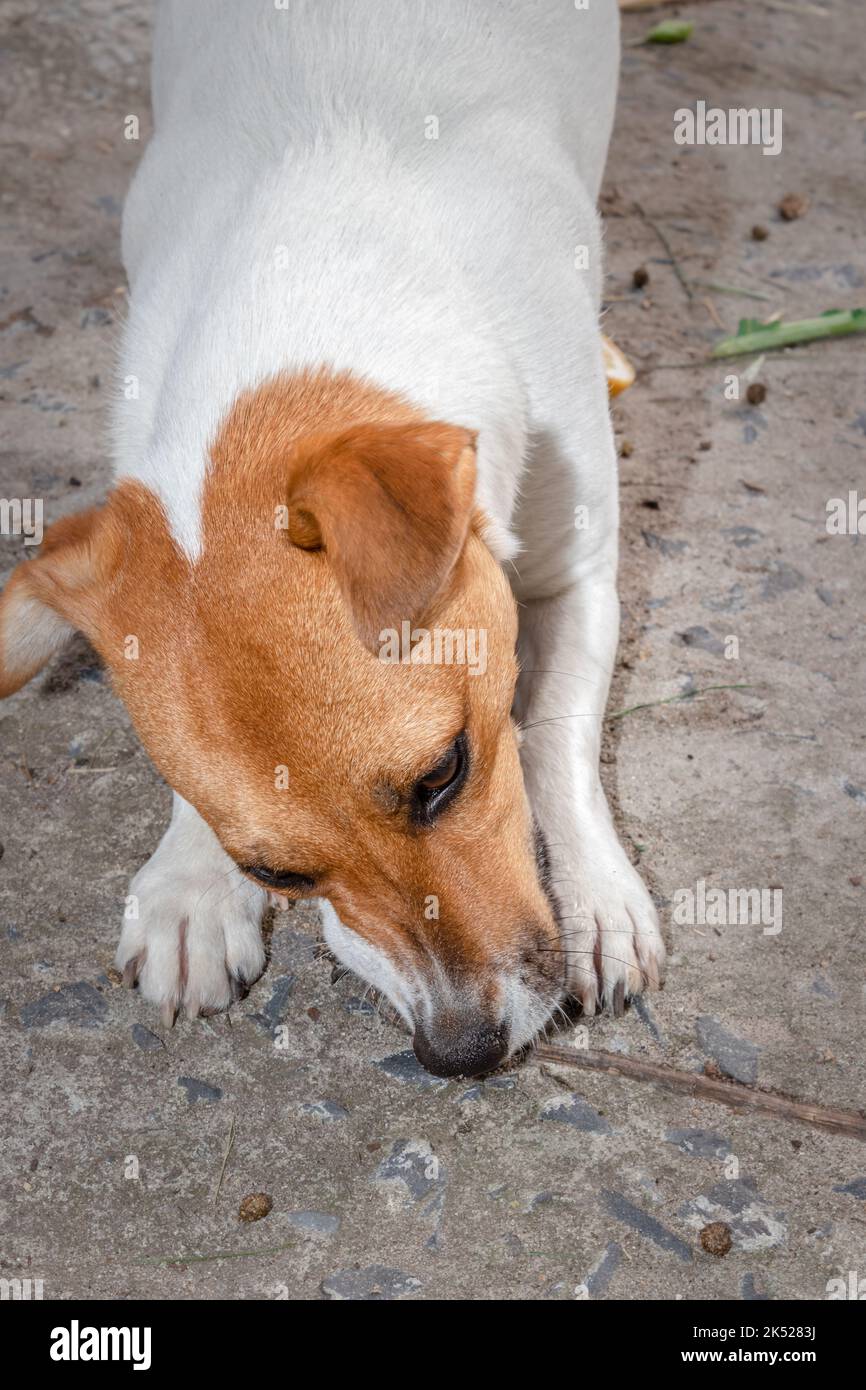 Brown and white Jack Russell terrier dog, Cape Town, South Africa Stock