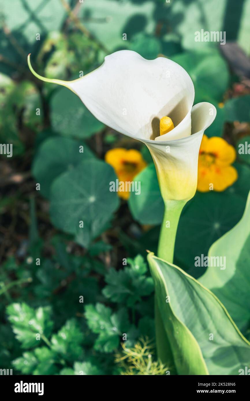 White arum lily flower (Zantedeschia aethiopica), Cape Town, South