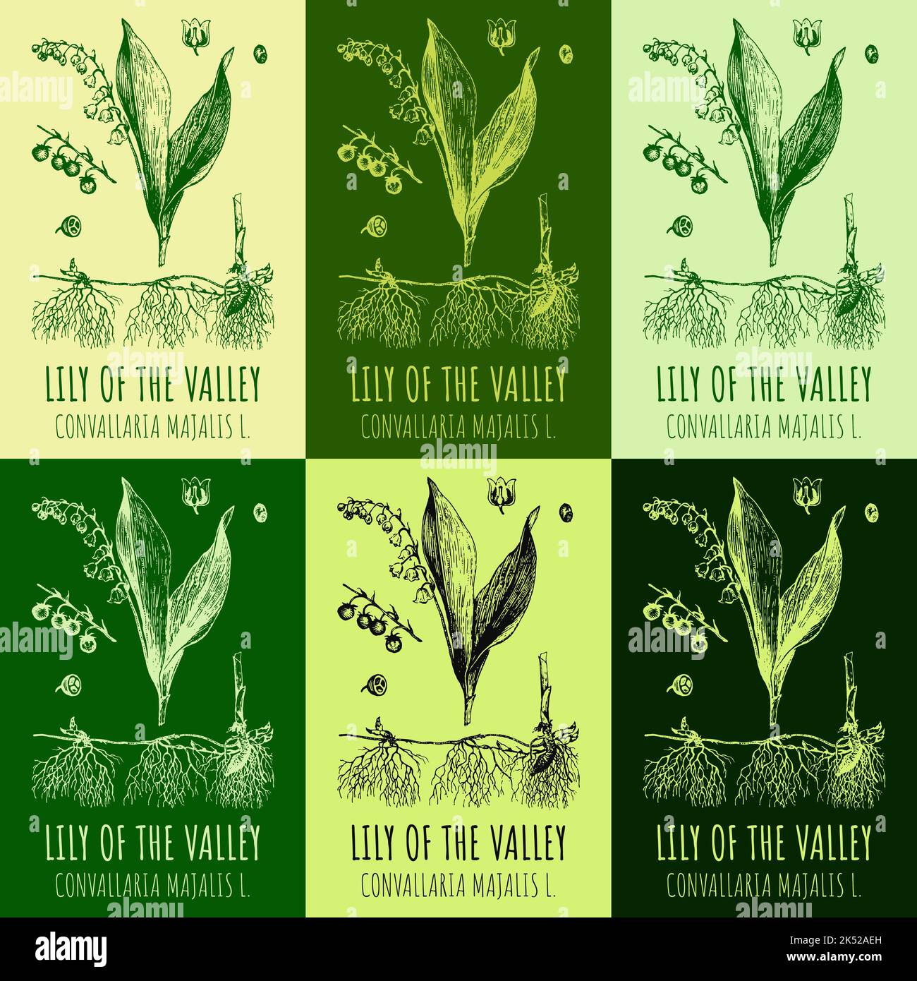 Set of vector drawings of Lily of the valley in different colors. Hand drawn illustration. Latin name CONVALLARIA MAJALIS L. Stock Photo