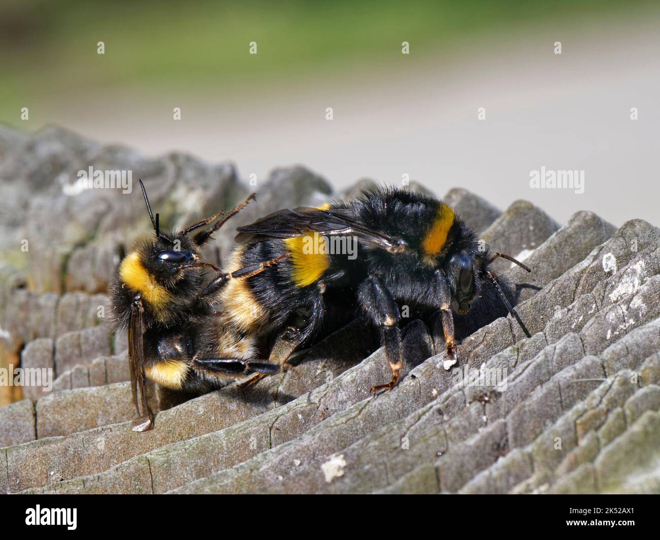 Buff-tailed bumblebee (Bombus terrestris) male mating with a queen on a garden fence post, Pembrokeshire, Wales, UK, August. Stock Photo