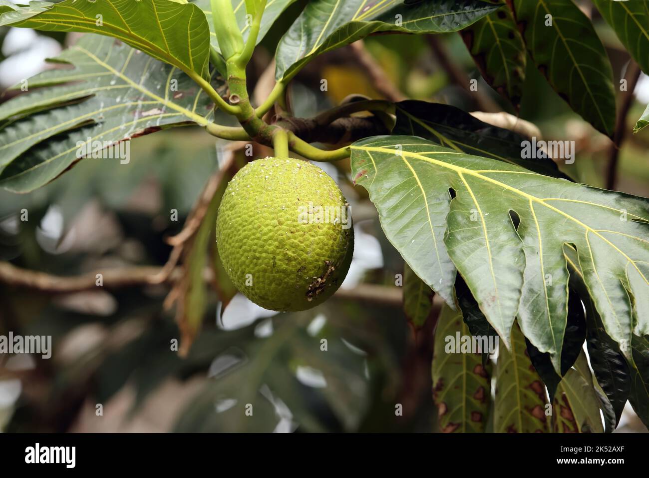 Breadfruit (Artocarpus altilis) fruit growing on tree Sao Tome Island, Sao Tome and Principe.                September Stock Photo