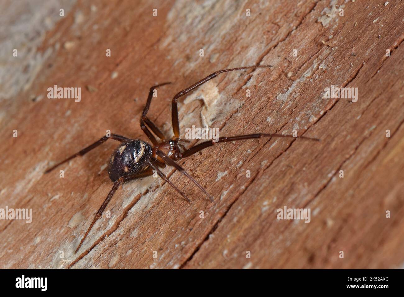 False black widow or Cupboard spider (Steatoda grossa) female on stored firewood in a garden shed, Wiltshire, UK, February. Stock Photo
