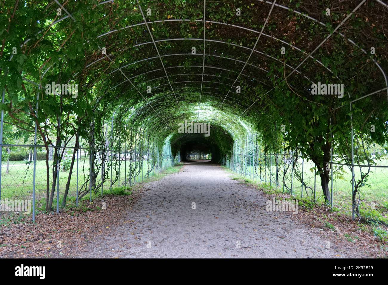 tunnel made of creepers Stock Photo