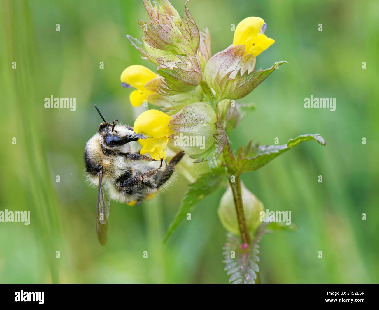 Shrill carder bee (Bombus sylvarum) the UK's rarest bumblebee, nectaring on Yellow rattle (Rhinanthus major) flowers, Kenfig NNR, Wales, UK, May Stock Photo