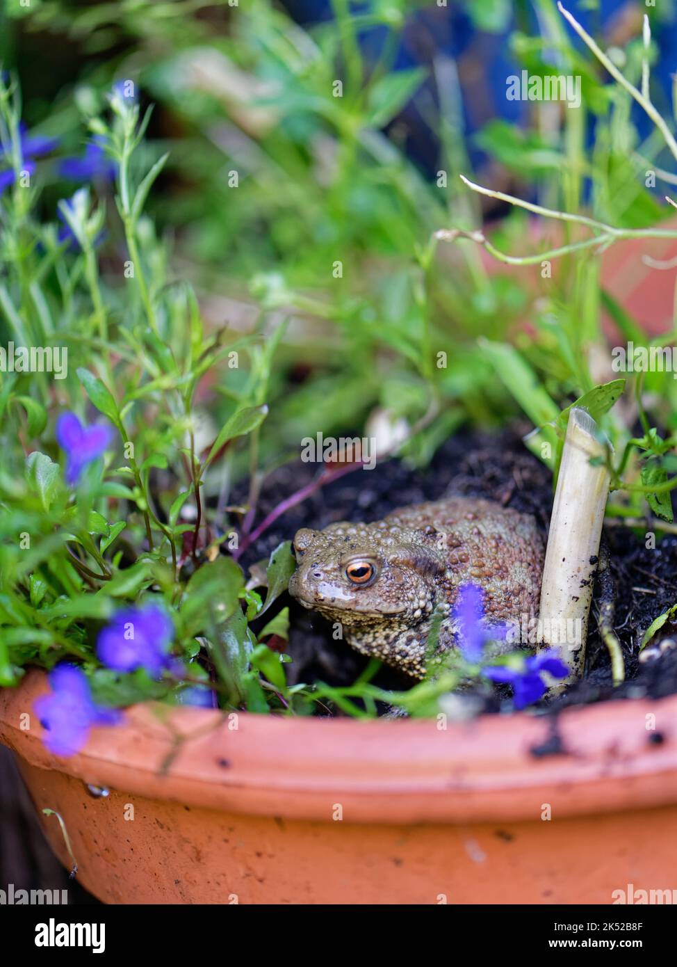 Common toad (Bufo bufo) resting in damp soil in a plant pot on a back doorstep by day during a very dry summer, Wiltshire, UK, June. Stock Photo