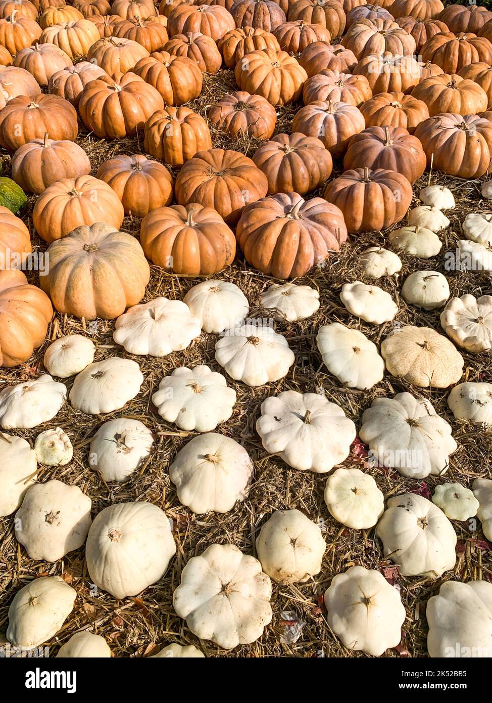 Vegetable cultivation, harvested gourds, Saint-Priest, Rhone, AURA Region, France Stock Photo