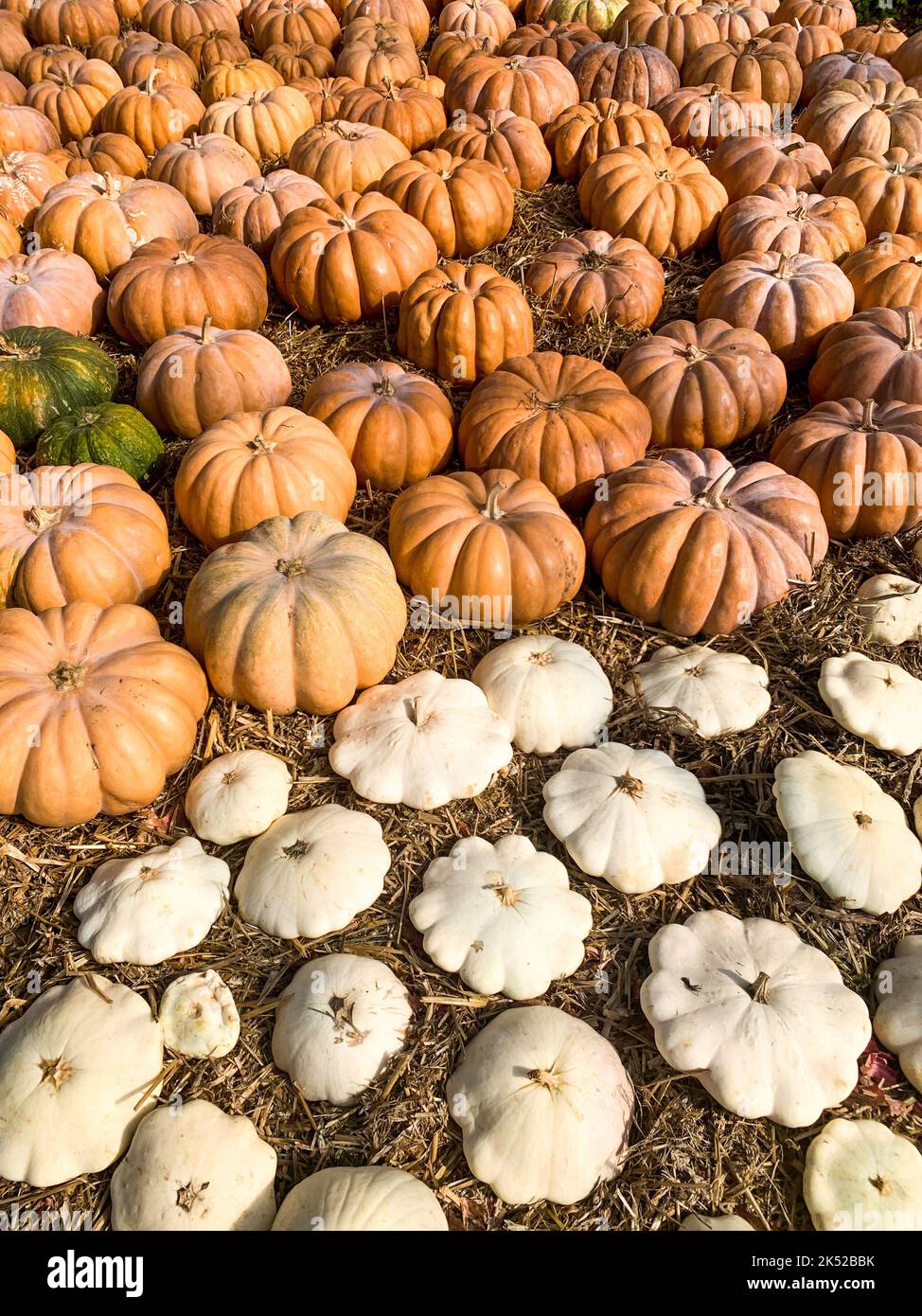 Vegetable cultivation, harvested gourds, Saint-Priest, Rhone, AURA Region, France Stock Photo