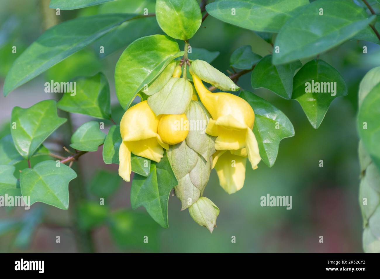 The yellow flower clusters of the Parrot's Beak tree growing in a garden in summer. Stock Photo