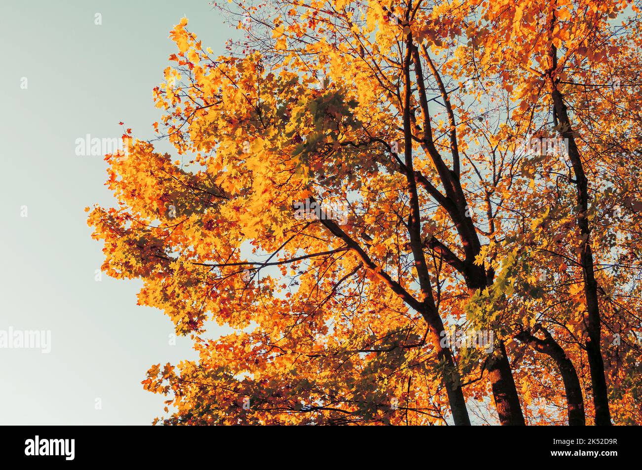 Autumn landscape. Autumn forest, tree branches with yellow leaves against the sky in sunny day. Vintage tones processing Stock Photo