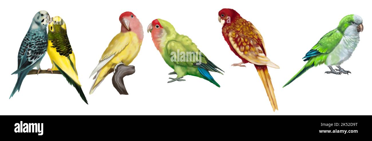 a large set of parrots. Realistic illustration of parrot species. Stock Photo