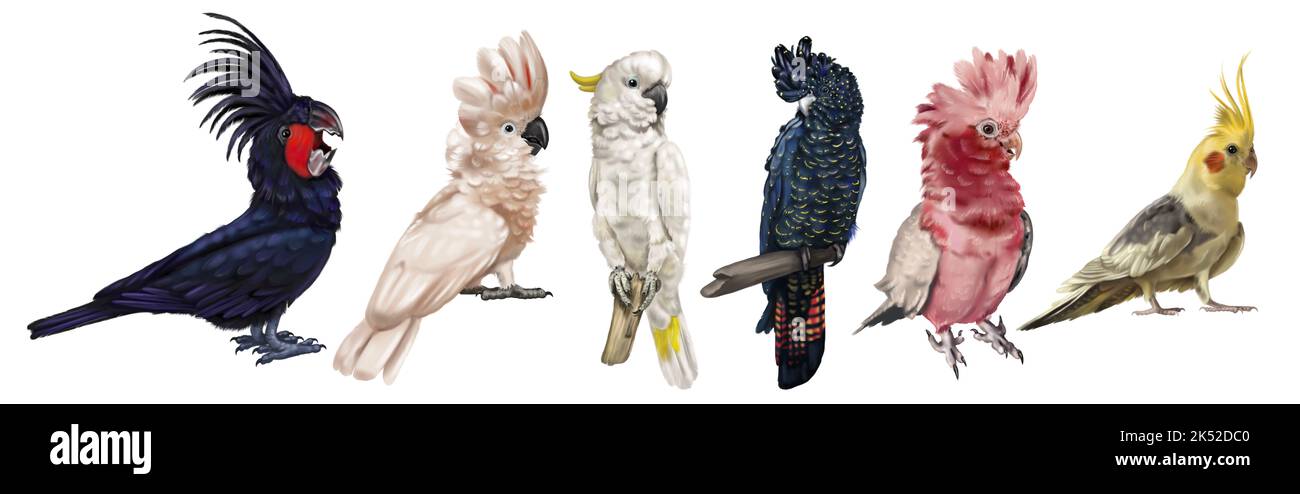 a large set of cockatoo parrots. Realistic illustration of parrot species. Macaw, black cockatoo, corella, palm cockatoo. Stock Photo