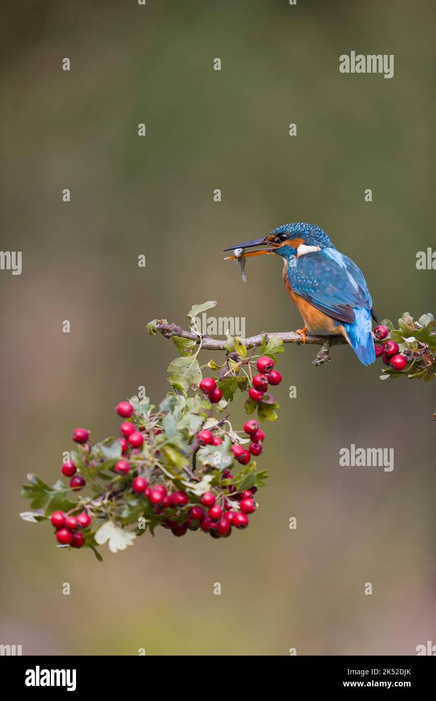 Common kingfisher Alcedo atthis, adult female perched on hawthorn twig with berries, with Three-spined stickleback Gasterosteus aculeatus, in beak Stock Photo
