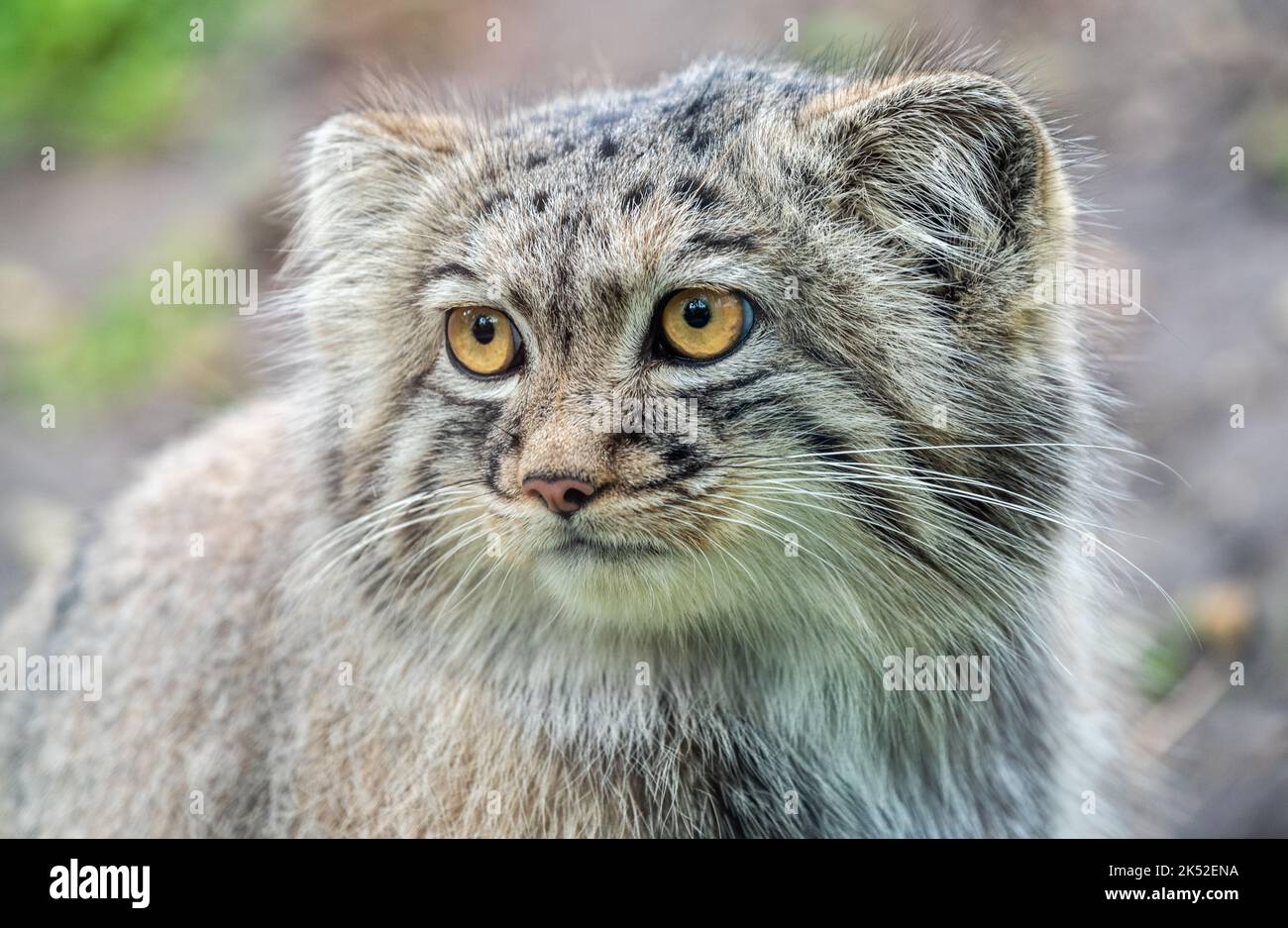 Pallas's cat (Otocolobus manul), also known as manul. Close-up portrait photo. Manul is a small wild cat with long and dense light grey fur. To date, Stock Photo