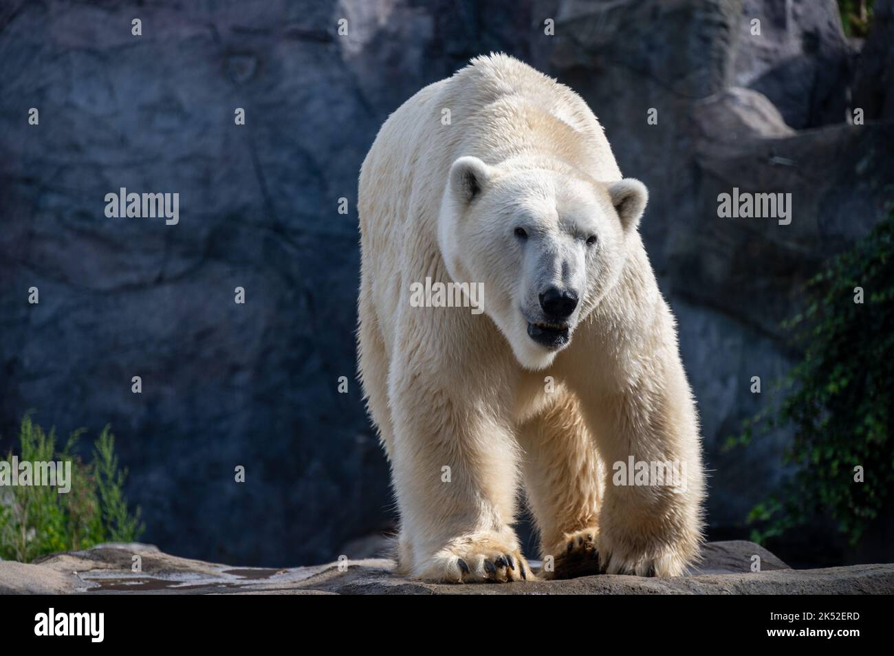A large white Icebear walking around Stock Photo