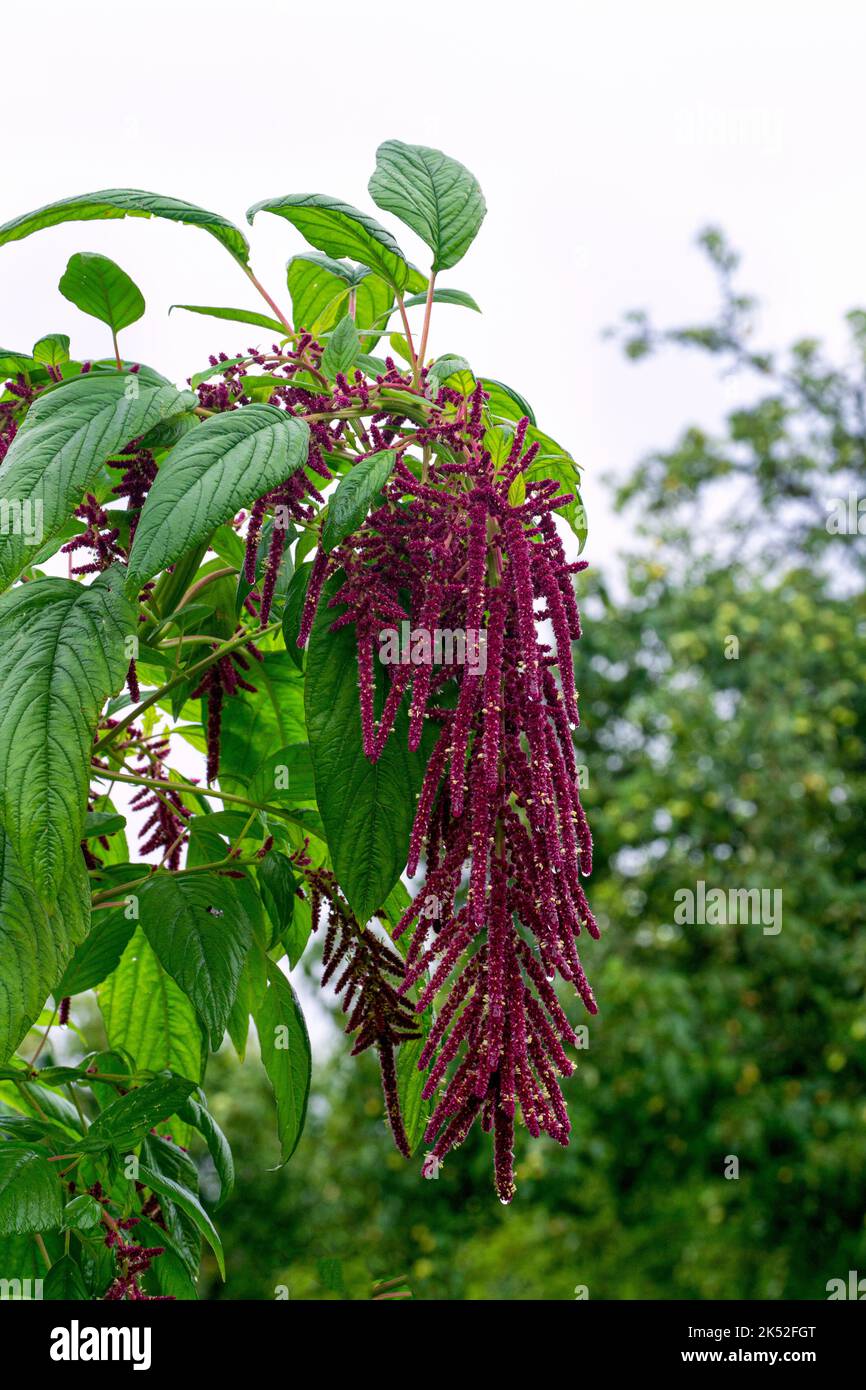 Purple grain amaranth hires stock photography and images Alamy