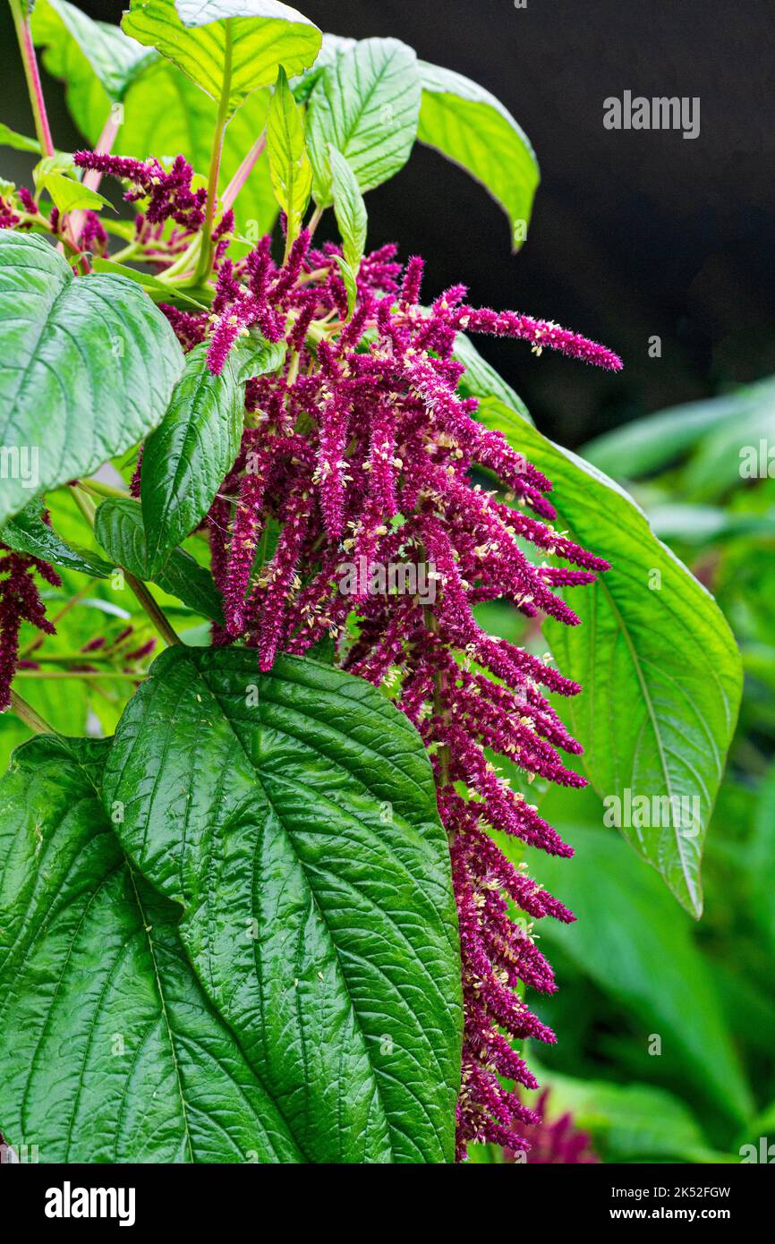 Medicinal and food plant amaranth, with purple flowers and green leaves. Stock Photo