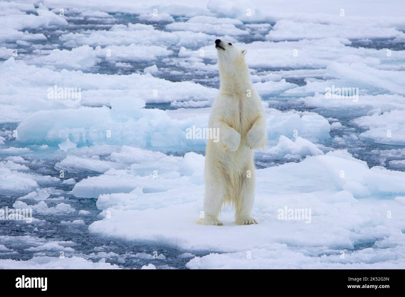 Polar bear (Ursus maritimus) standing upright to smell scent on drift ice / ice floe in the Arctic Ocean along the Svalbard coast, Spitsbergen, Norway Stock Photo